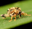 Tachygonus lecontei