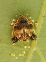 Tachygonus lecontei - photo 2