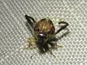 Tachygonus tardipes - photo 2
