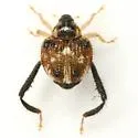 Tachygonus tardipes - photo 4