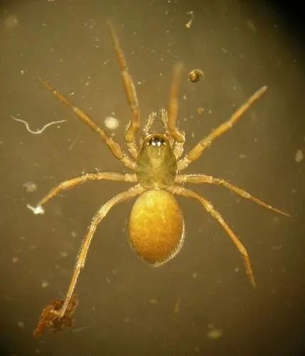 Tachygyna vancouverana