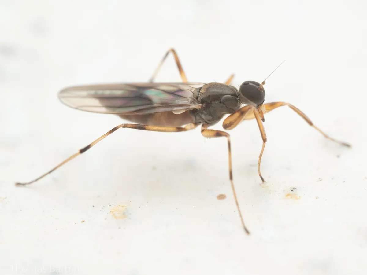 Tachypeza inusta