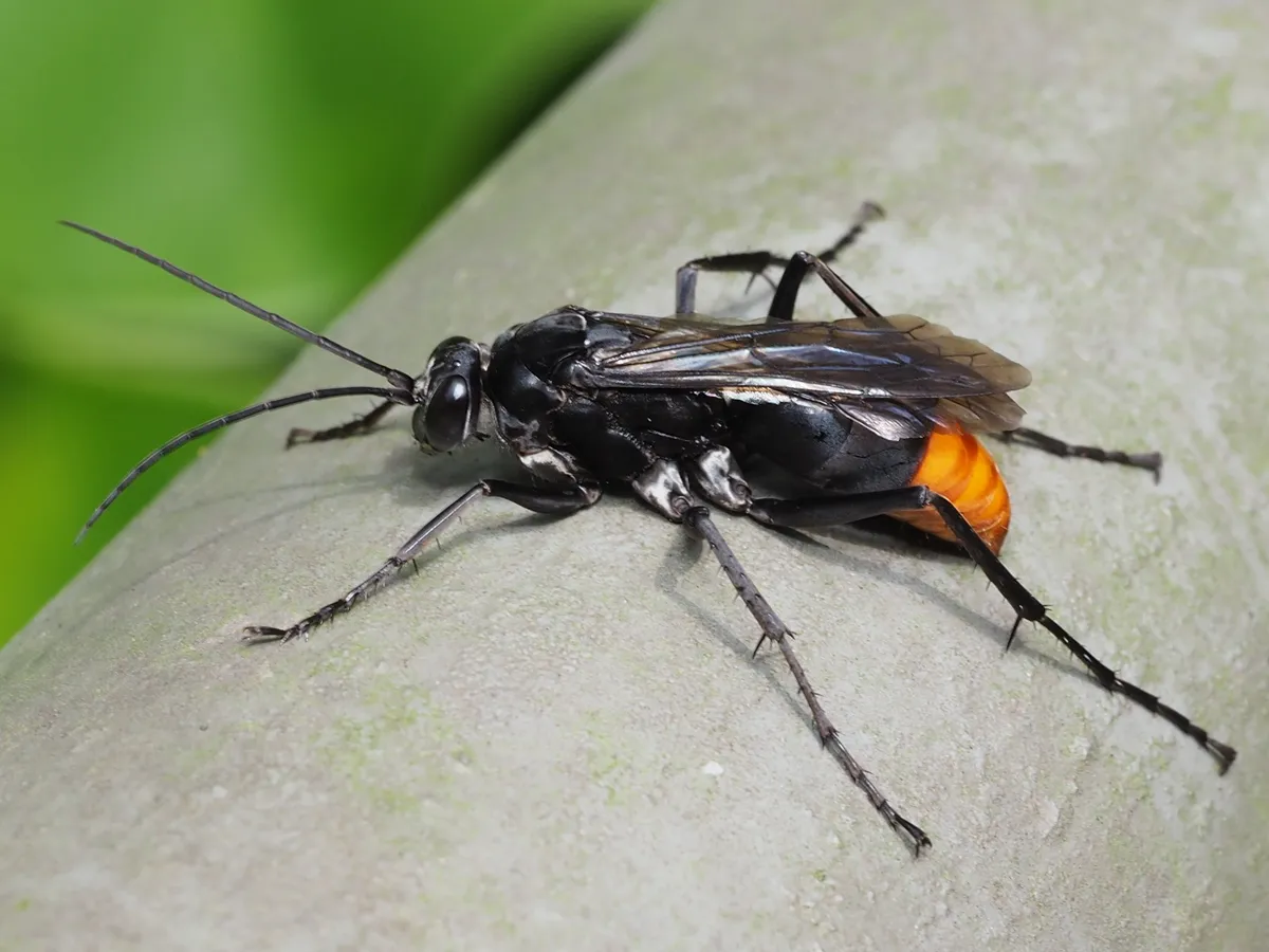 Asian Red-tailed Spider Wasp - photo 3