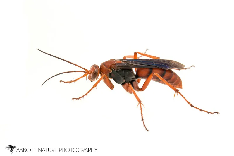 Rusty Spider Wasp - photo 3
