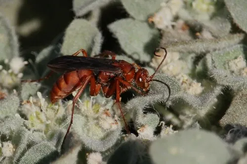 Western Red-tailed Spider Wasp - photo 2