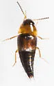 Tachyporus chrysomelinus