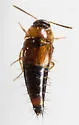 Tachyporus flavipennis - Tachyporus flavipennis