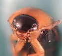 Tachyporus jocosus - photo 2