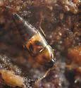Tachyporus lecontei - photo 2
