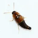 Tachyporus maculicollis