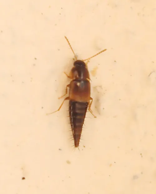 Tachyporus nitidulus - photo 3