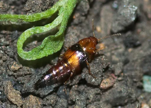 Tachyporus obtusus - photo 4