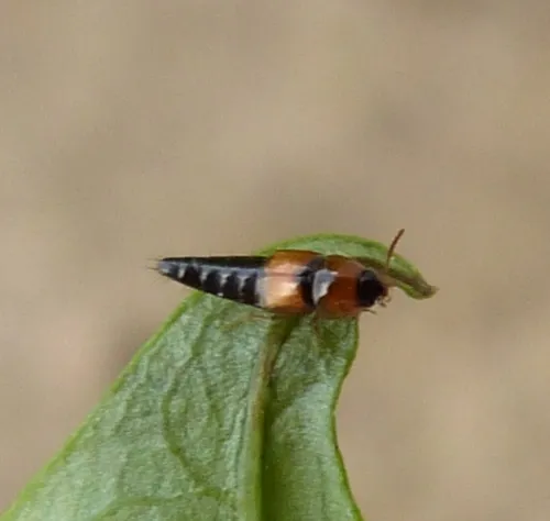 Tachyporus solutus - Tachyporus solutus