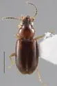 Tachys litoralis