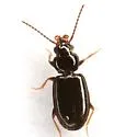 Tachys misellus