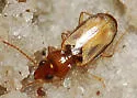 Tachys pallidus