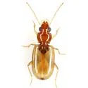 Tachys pallidus - photo 2