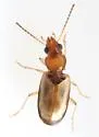 Tachys pallidus - photo 3