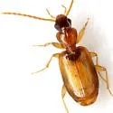 Tachys pallidus - photo 4