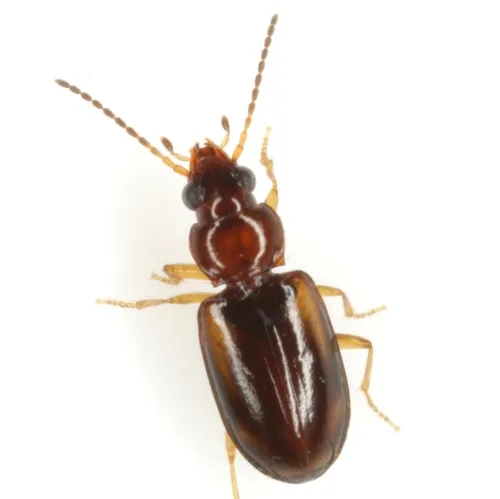Tachys pulchellus