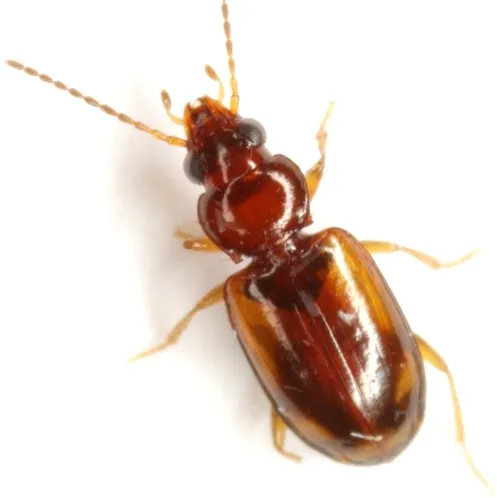 Tachys pulchellus - photo 2