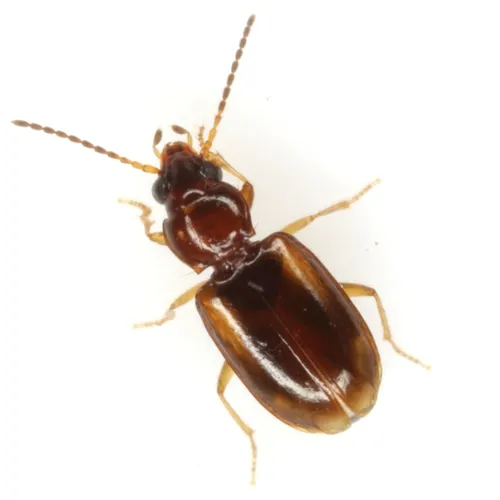 Tachys pulchellus - photo 3