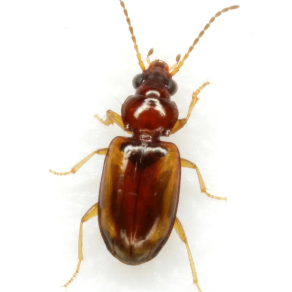 Tachys pulchellus - photo 4
