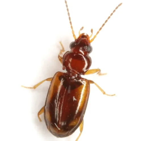 Tachys pulchellus - photo 6