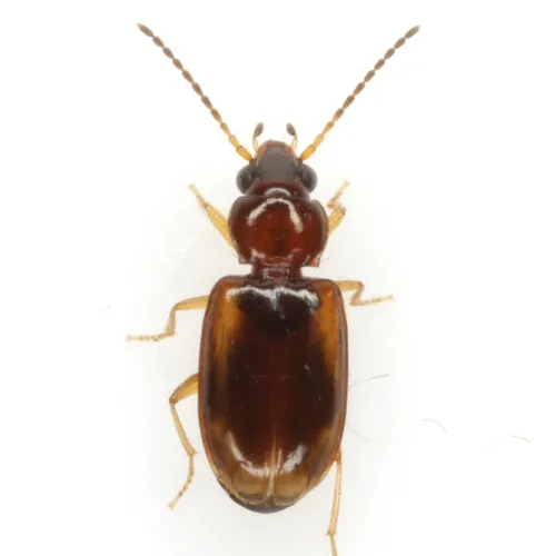 Tachys pulchellus - photo 7