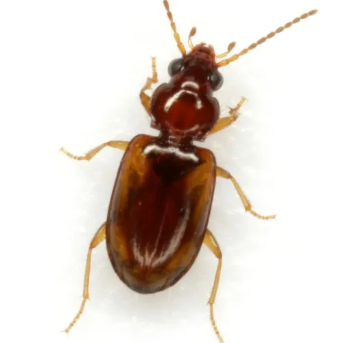 Tachys pulchellus - photo 8