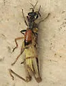 Tachysphex pompiliformis