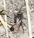 Tachysphex pompiliformis - photo 3