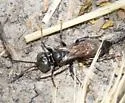 Tachysphex pompiliformis - photo 4