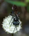 Tachysphex similis