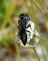 Tachysphex similis - photo 3