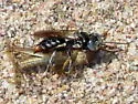 Tachysphex terminatus - photo 2