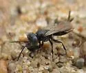 Tachysphex terminatus - photo 4