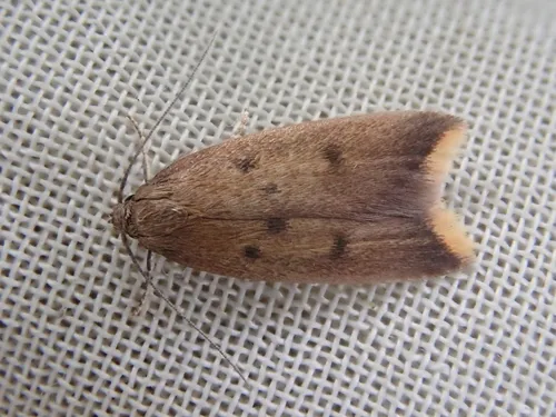 Tachystola acroxantha - Tachystola acroxantha