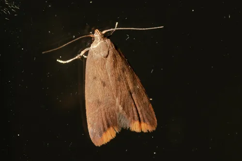 Tachystola acroxantha - photo 4