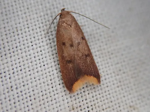 Tachystola acroxantha - photo 6