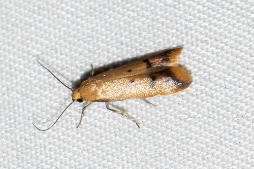 cf. Tachystola hemisema - Hodges#1069.5 - photo 6