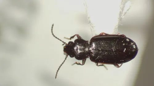 Tachyta angulata - photo 2