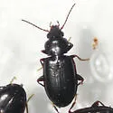 Tachyta inornata