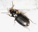 Tachyta inornata - photo 2