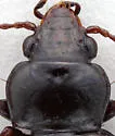 Tachyta inornata - photo 5