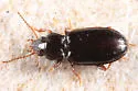 Tachyta parvicornis