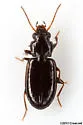 Tachyta parvicornis - photo 2