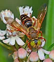 Tachytes amazonus