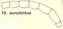 Tachytes aurulentus