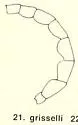 Tachytes aurulentus - photo 2